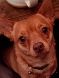 Lost Female Dog last seen Near gwen haley rd. Burgettstown pa, Burgettstown, PA 15021