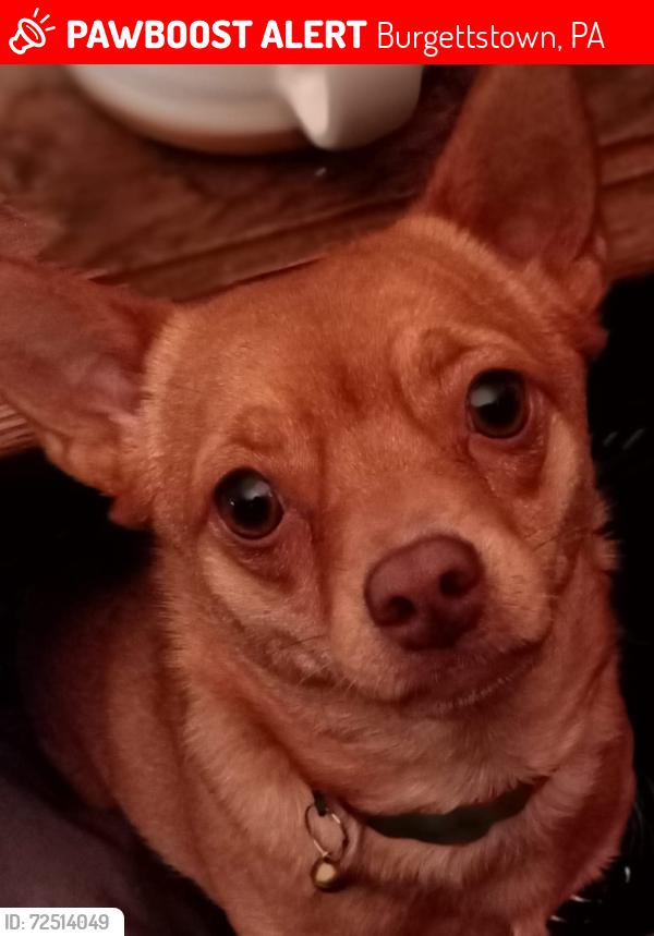 Lost Female Dog last seen Near gwen haley rd. Burgettstown pa, Burgettstown, PA 15021
