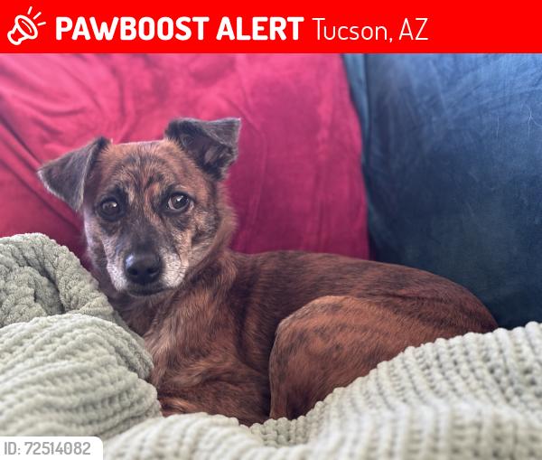 Lost Female Dog last seen Rita and Houghton, Tucson, AZ 85747
