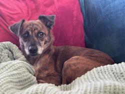 Lost Female Dog last seen Rita and Houghton, Tucson, AZ 85747