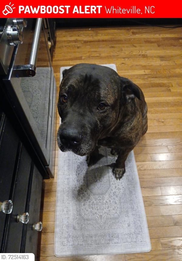 Lost Male Dog last seen Pleasant Plains Church Rd + Ma Mac road , Whiteville, NC 28472