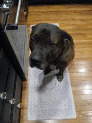 Lost Male Dog last seen Pleasant Plains Church Rd + Ma Mac road , Whiteville, NC 28472