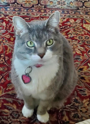 Lost Female Cat last seen Reeds Hill between Old Gun Rd and Robious Schools, Midlothian, VA 23113