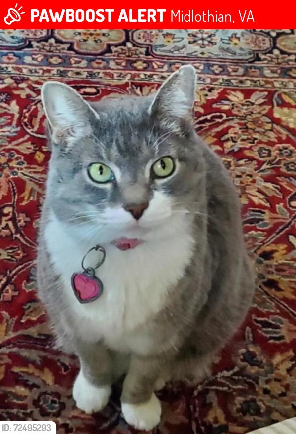 Lost Female Cat last seen Reeds Hill between Old Gun Rd and Robious Schools, Midlothian, VA 23113