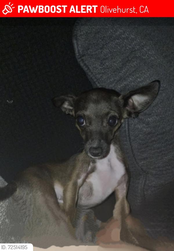 Lost Female Dog last seen 6th Ave olivehurst, Olivehurst, CA 95961