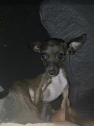 Lost Female Dog last seen 6th Ave olivehurst, Olivehurst, CA 95961