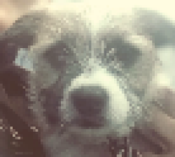 Lost Male Dog last seen Nordoff Pl./Corbin  (Olive Garden parking lot), Los Angeles, CA 91324
