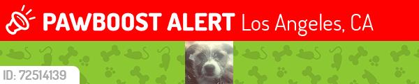 Lost Male Dog last seen Nordoff Pl./Corbin  (Olive Garden parking lot), Los Angeles, CA 91324