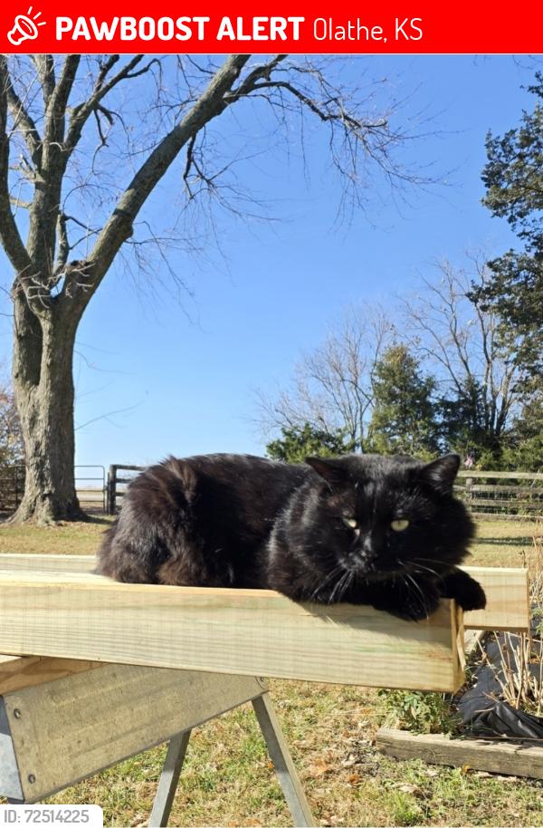 Lost Male Cat last seen between 175 st and 183 st on South lackman rd olathe ks 66062, Olathe, KS 66062