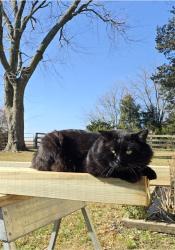 Lost Male Cat last seen between 175 st and 183 st on South lackman rd olathe ks 66062, Olathe, KS 66062
