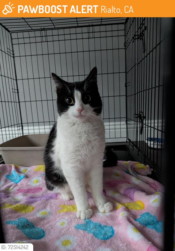 Rialto, CA Stray Cat Found Near Cedar and Etiwanda | PawBoost