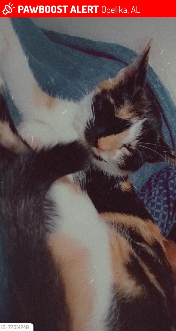 Lost Female Cat last seen Ave B & D, Opelika, AL 36801