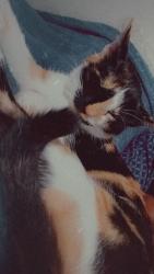 Lost Female Cat last seen Ave B & D, Opelika, AL 36801