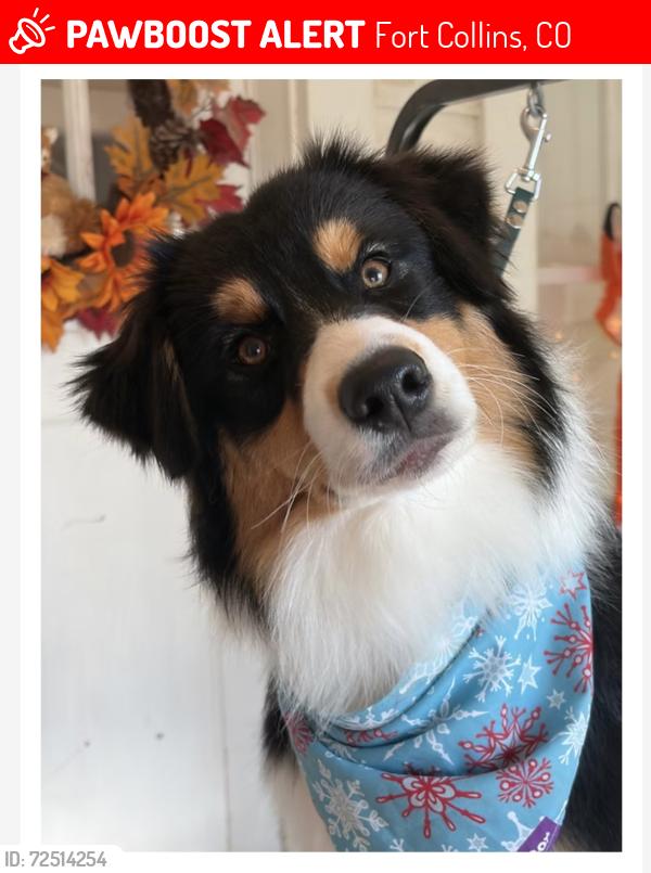 Lost Female Dog last seen Collindale golf course , Fort Collins, CO 80525