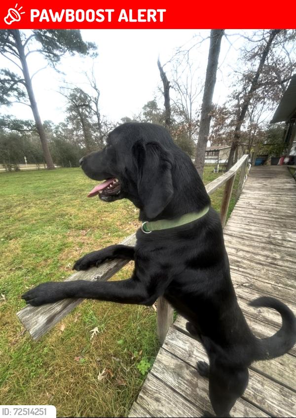 Lost Male Dog last seen Hunters Rd in Hunters Retreat, Montgomery County, TX 77355