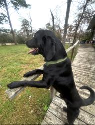 Lost Male Dog last seen Hunters Rd in Hunters Retreat, Montgomery County, TX 77355