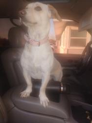 Lost Female Dog last seen E University blvd, Odessa, TX 79762