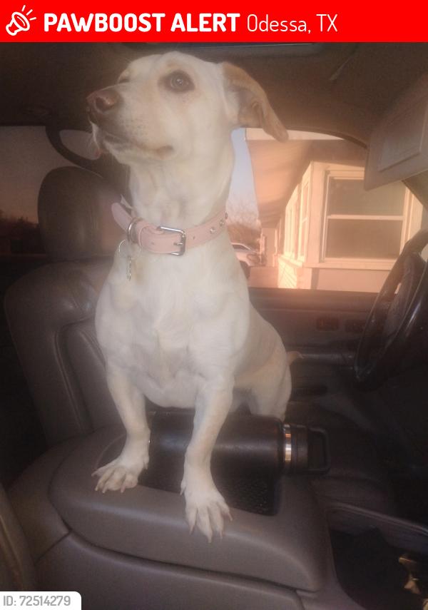 Lost Female Dog last seen E University blvd, Odessa, TX 79762