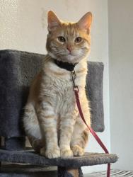 Lost Male Cat last seen Osborne and Louise, Los Angeles, CA 91325