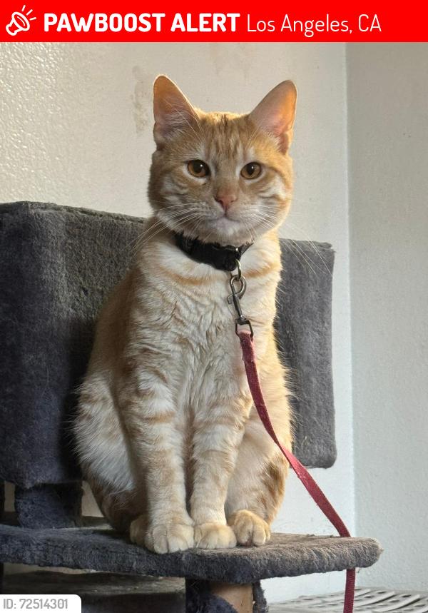 Lost Male Cat last seen Osborne and Louise, Los Angeles, CA 91325