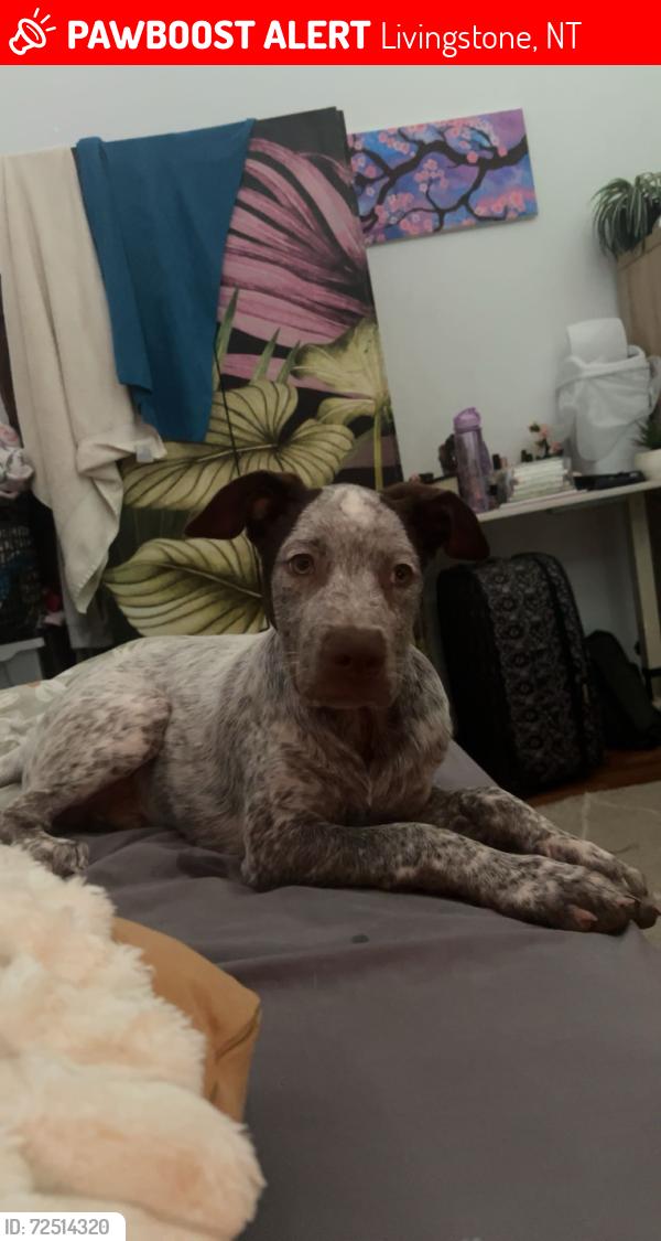 Lost Male Dog last seen Livingstone, Old bynoe road, Eeee road, Notta road, Livingstone, NT 0822