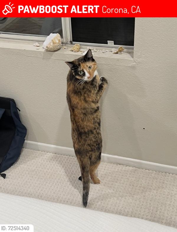 Lost Female Cat last seen Near Green River Road, Corona, CA 92882