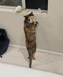 Lost Female Cat last seen Near Green River Road, Corona, CA 92882