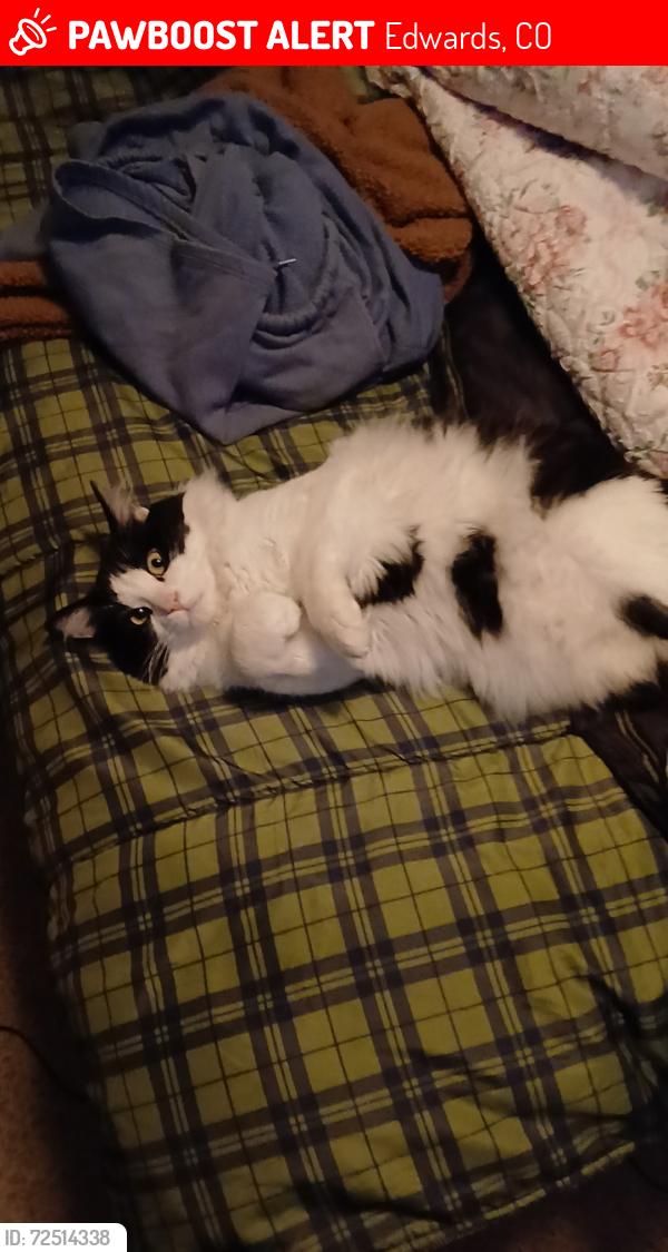 Lost Unknown Cat last seen Freedom Park, Edwards, CO 81632