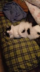 Lost Unknown Cat last seen Freedom Park, Edwards, CO 81632