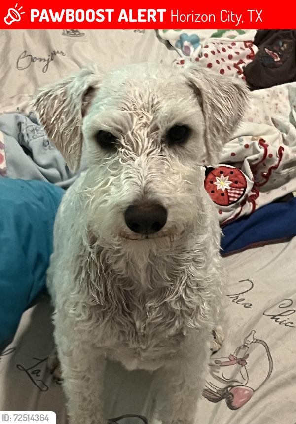 Lost Male Dog last seen Kenazo, duanesburg in horizon area , Horizon City, TX 79928
