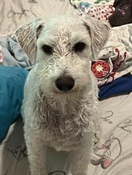 Lost Male Dog last seen Kenazo, duanesburg in horizon area , Horizon City, TX 79928