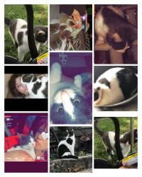 Lost Male Cat last seen South brookside ave independence Missouri , Independence, MO 64053