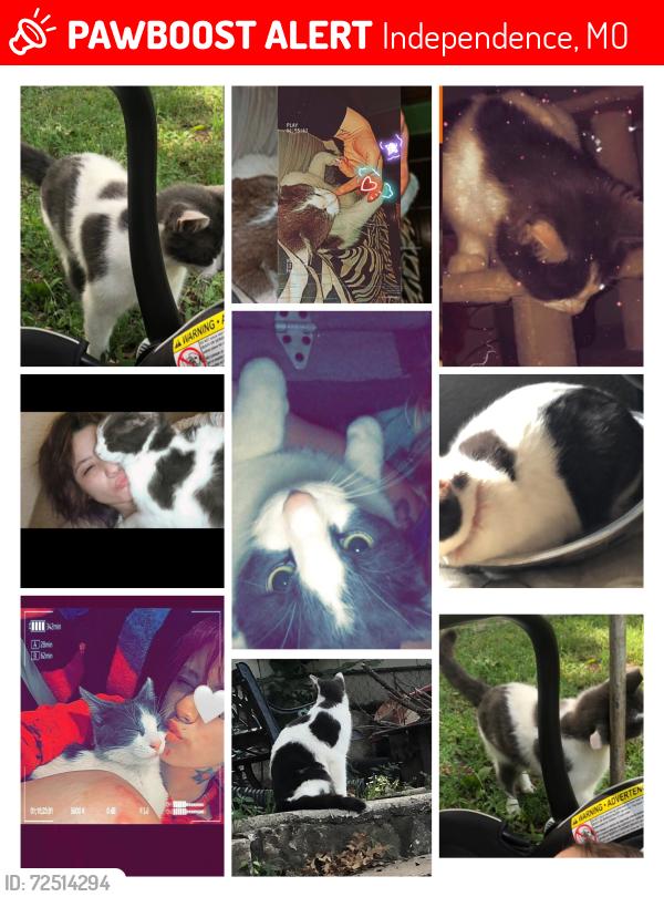 Lost Male Cat last seen South brookside ave independence Missouri , Independence, MO 64053