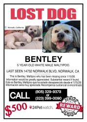 Lost Male Dog last seen Norwalk and mapledale, Norwalk, CA 90650