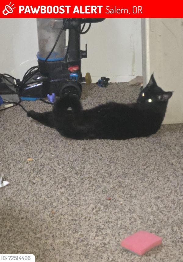 Lost Female Cat last seen Near Senate Street NW, Salem, OR 97304
