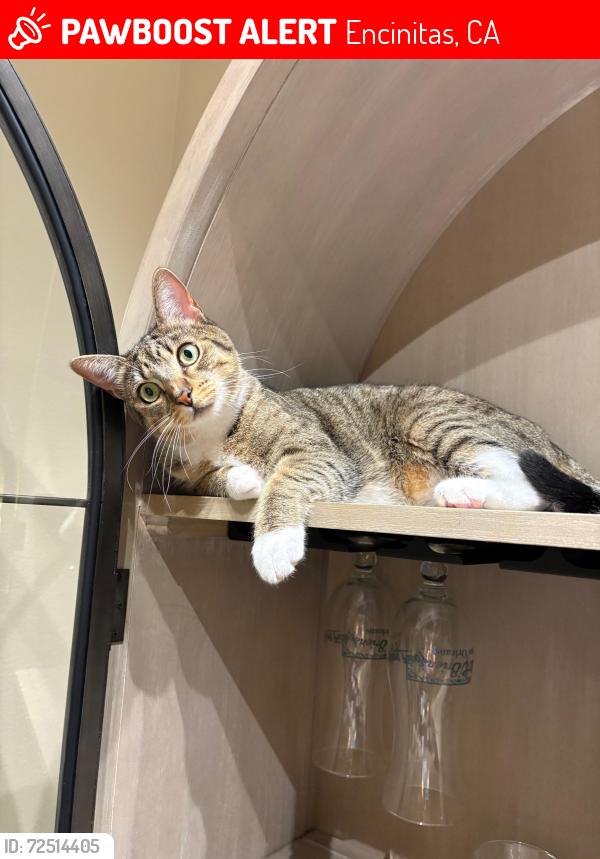 Lost Female Cat last seen Near Evergreen Drive , Encinitas, CA 92024