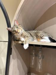 Lost Female Cat last seen Near Evergreen Drive , Encinitas, CA 92024