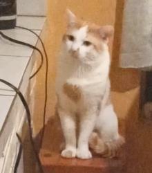 Lost Male Cat last seen W Mt Houston Rd, Houston, TX 77088