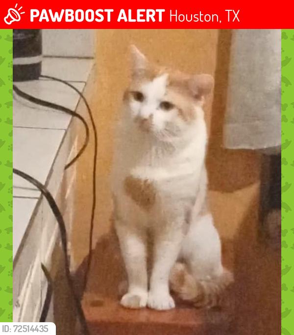 Lost Male Cat last seen W Mt Houston Rd, Houston, TX 77088