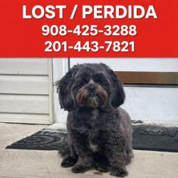 Lost Female Dog last seen Verona av , Linden, NJ 07036