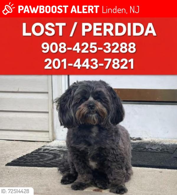 Lost Female Dog last seen Verona av , Linden, NJ 07036