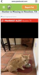 Lost Male Cat last seen Belrose Dr , Houston, TX 77035