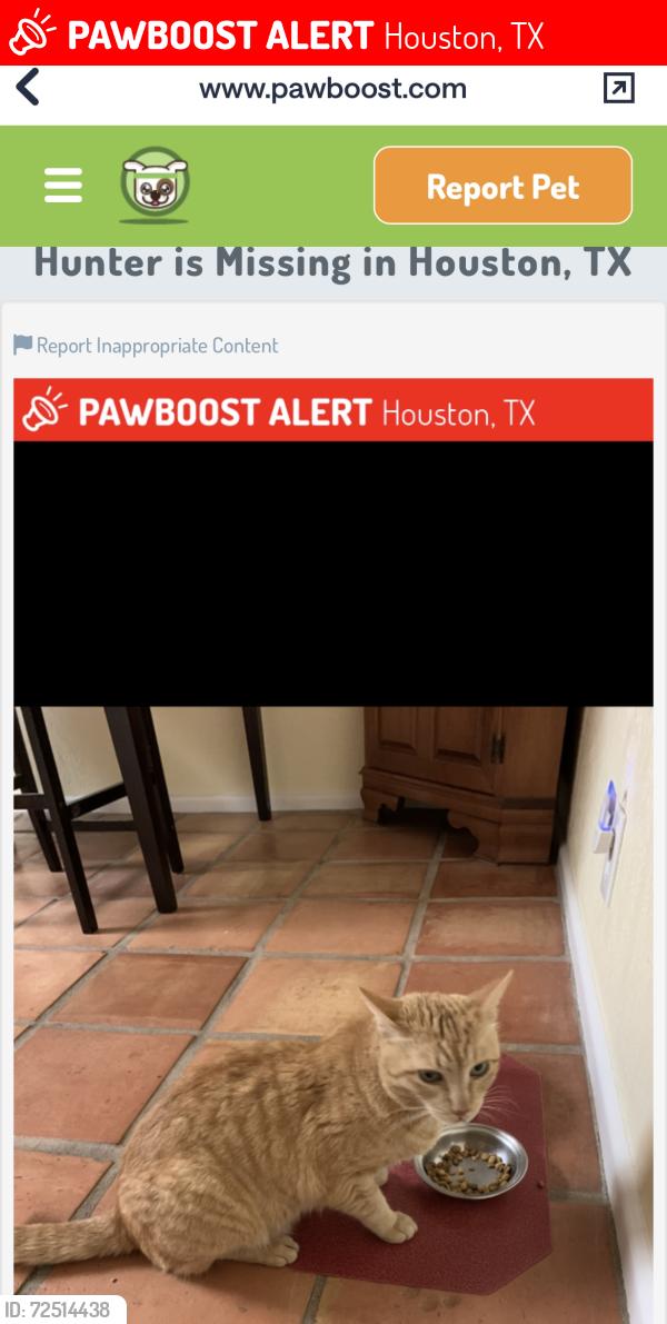 Lost Male Cat last seen Belrose Dr , Houston, TX 77035