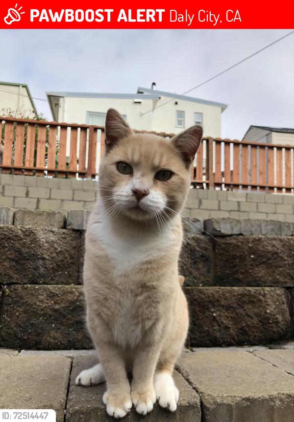 Lost Male Cat last seen forest grove dr,  Daly City, Daly City, CA 94015