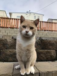Lost Male Cat last seen forest grove dr,  Daly City, Daly City, CA 94015