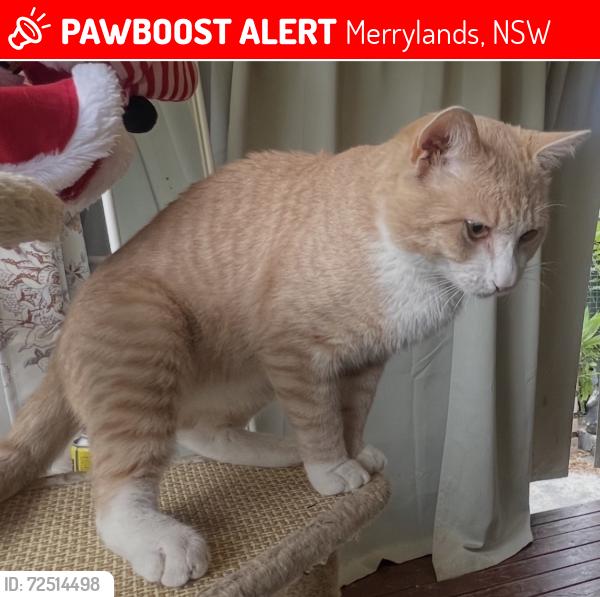 Lost Male Cat last seen Laura st Merrylands, Merrylands, NSW 2160