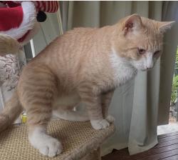 Lost Male Cat last seen Laura st Merrylands, Merrylands, NSW 2160