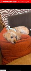 Lost Female Dog last seen Near NW 24th St, OKC, OK 73107, Oklahoma City, OK 73107