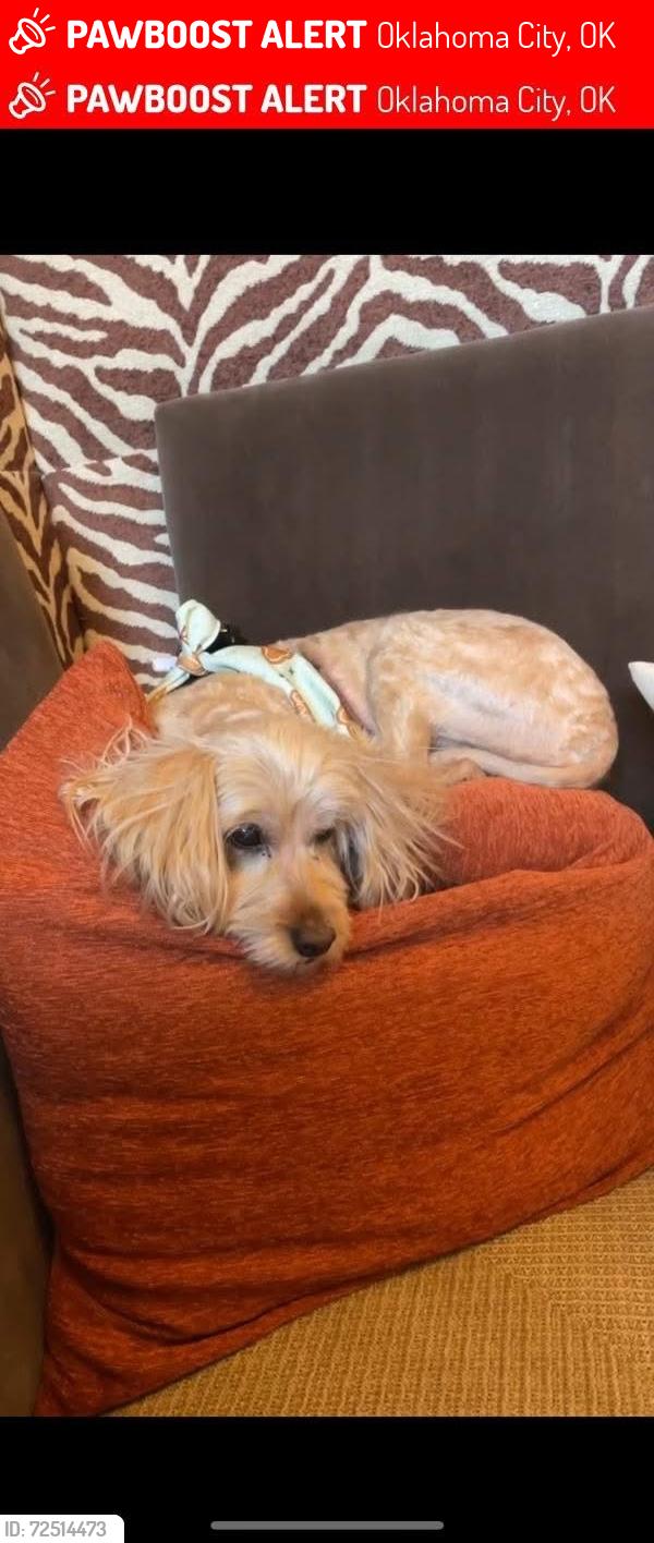 Lost Female Dog last seen Near NW 24th St, OKC, OK 73107, Oklahoma City, OK 73107
