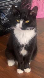 Lost Male Cat last seen Bridges st kings mountain nc, Kings Mountain, NC 28086